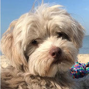 reinrassiger Bolonka zwetna