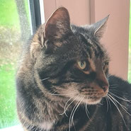 Kater Flo: so toll, wenn Katzensenioren nochmal ihr Glück finden