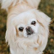 der schüchterne Pekinese Loiu gehört nun auch zu den Glücksfellen bei Pechpfoten e.V.
