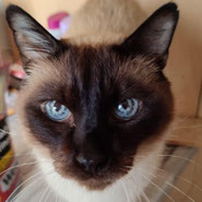 Siam-Kater, sucht Zuhause, zutraulich, verträglich