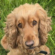Cockerspaniel-Hündin sucht bei Pechpfoten ihr Glück