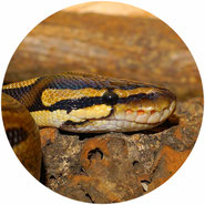 don't support snake charming
