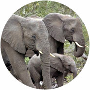 don't ride elephants