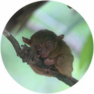 don't visit tarsiers