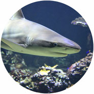 don't go shark cage diving