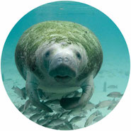 don't go swimming with manatees