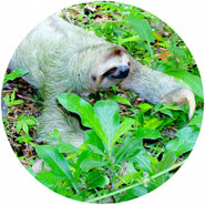 don't hug sloths