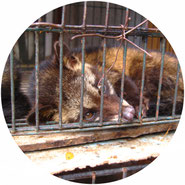 don't support civet coffee