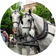 don't ride in horse-drawn carriages