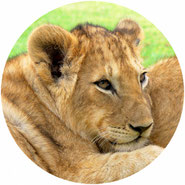don't walk with lions
