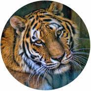 don't take tiger selfies