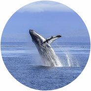 don't go whale watching