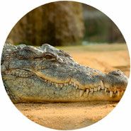 don't support crocodile farms 