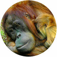 don't support orangutan boxing