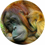 don't support orangutan boxing 