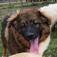 koda - welpe rumänien