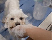 シャンプー中の犬