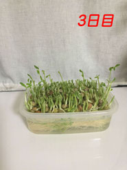 豆苗栽培　3日目