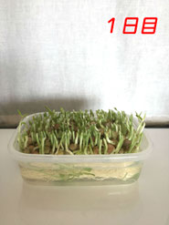 豆苗栽培　1日目