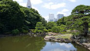 新宿御苑　花見　出前