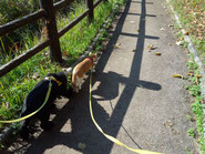 犬と猫の仲良し散歩