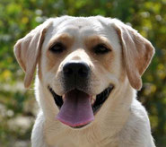 labrador SophieLorenAB