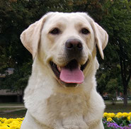 labrador SkyLight 