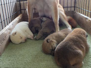 柴犬亜紀と５頭の子犬の画像