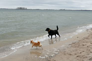 Hunde am Strand, Hundeurlaub