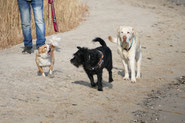 Urlaub mit Hund, Hunde am Strand, Strandspaziergang