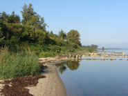 Naturstrand mit Algen, Bäumen und Wasser