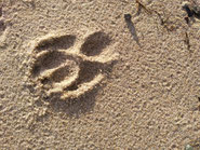 Strandpfoten im Hundeurlaub