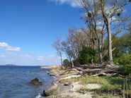 Naturstrand mit Bäumen und blauem Himmel
