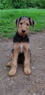 Maja, Airedale Terrier 