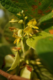 タンキリマメの花は黄色