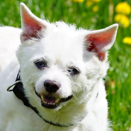 Chihuahua-Mix, liebt die Frauen, kleiner Senior, anhänglich und unkompliziert, Tierschutz