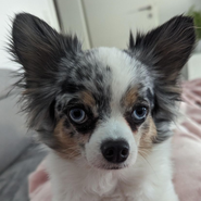 Chihuahua-Mix, kinderlieb, aufmerksam, lernwillig, Tierschutz