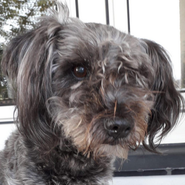 West-Highland-Mix, Tierschutz, neugierig und auch im Alter noch fit