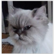auch Rassekatzen im Tierschutz, echte Perser