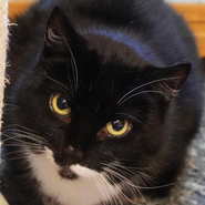 Katze, Tierschutz, verliert ihr Zuhause wegen Hausverkauf, verträglich mit anderen Katzen