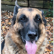 Schäferhund sucht Spielkamerad