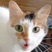 Zypern-Wildkatze-Mix, sucht neues Zuhause, verschmuste Katze mit Redebedarf