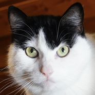Katze, Tierschutz, verträglich mit anderen Katzen, verliert ihr Zuhause wegen Hausverkauf