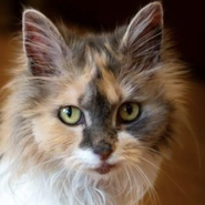 Maine-Coon, Tierschutz, braucht Freigang, kommt mit anderen Katzen klar, toleriert Hunde