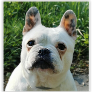 französische Bulldogge