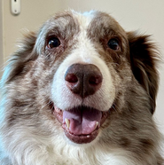 Australian Shepherd, Tierschutz, Trennungshund, braucht Sicherheit, treuer Begleiter