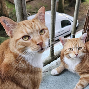 Katzenbrüder zusammen zu vermitteln, Tierschutz, verschmust und zutraulich