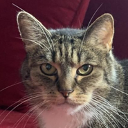 Kater Max, 14 Jahre, Besitzerin verstorben, sucht dringend neues Zuhause, Tierschutz, verschmust, möchte aber Einzelkater sein