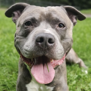 Staffordshire Terrier, verschmust, kinderlieb, leinenführig, Tierschutz