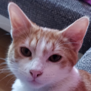 Romeo, EKH, junger Kater, hundeerfahren, sucht Zuhause mit Katzengesellschaft, Tierschutz